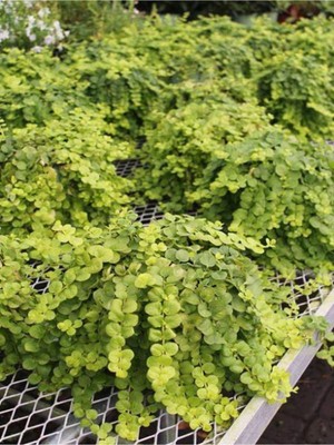 Hakay Serada Decor & Plant Lysimachia Nummularia Altın Kolye Çiçeği, 10-20 Cm, Saksılı Iç Mekan Bitkisi