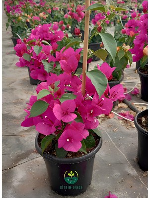 Hakay Nura Botanik Sarmaşık Begonvil Çiçeği, Fuşya Renk, 40-50CM, Bougainvillea