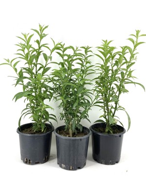 Hakay Serada Decor & Plant Melisa Çiçeği, Akşam Sefası, Parfüm Çiçeği, 2 Adet Tüplü, 40-50 cm Boy