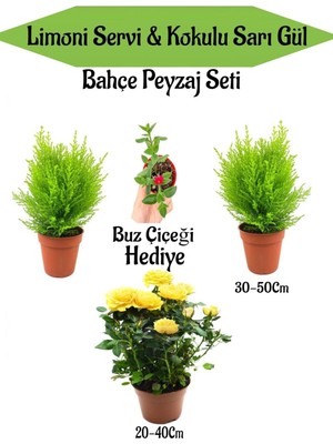 Hakay Nura Botanik Bahçe Seti, 2 Adet Limoni Servi Fidanı, 1 Adet Sarı Gül Fidanı, Hediye Buz Çiçeği