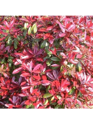 Hakay Gardenbox Alev Çalısı Çiçeği, 40-60 Cm, Tüplü, Photinia Glabra, Çiçekli Bodur Bitkiler