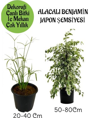 Hakay Nura Botanik Japon Şemsiyesi Saksılı + Alacalı Benjamin Bitkisi Saksılı Salon Bitkisi Seti