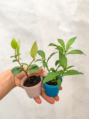 Hakay Serada Decor & Plant Melisa Çiçeği ve Arap Yasemin Sarmaşığı, Dış Mekan Kokulu Bitkiler, Çok Renkli