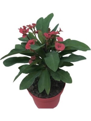 Hakay Nura Botanik Saksılı Ebruli Dikenler Tacı Japon Iğnesi Euphorbia Milii, 5-15 cm