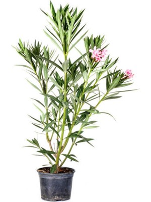 Hakay Gardenbox Zakkum Fidanı, Pembe, 70-100 Cm, Saksılı, Dış Mekan