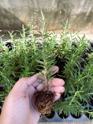 Hakay Nura Botanik Biberiye Fidanı, Mini Aromatik Bitki Fidesi, 5-15CM, 5.5 Saksıda, Çok Renkli