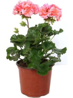 Hakay Bitkim Sende Canlı Saksılı Sardunya Çiçeği Fidanı, Pembe, 10-20 cm