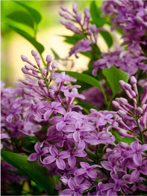 Hakay Videolu Kokulu Mor Leylak Fidanı Çiçeği 1 Adet 40-60 cm Saksılı Bahçe Bitkisi (Lilac)