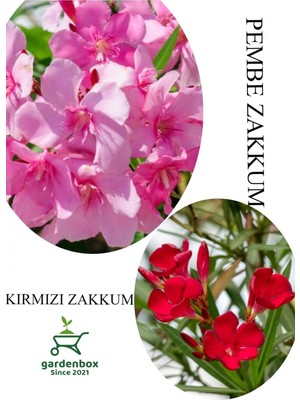 Hakay Gardenbox Pembe Zakkum Fidanı, Kırmızı Zakkum, Saksılı, 30-60CM, Set