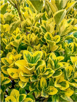 Hakay Gardenbox Alacalı Taflan, 40-60 Cm, 1 Adet Saksılı Dış Mekan Bitkisi, Laurocerasus Officinalis