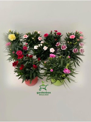 Hakay Bitkim Sende Karanfil Çiçeği Saksılı Bodur, 4 Adet Set, 15-25 Cm, Kırmızı