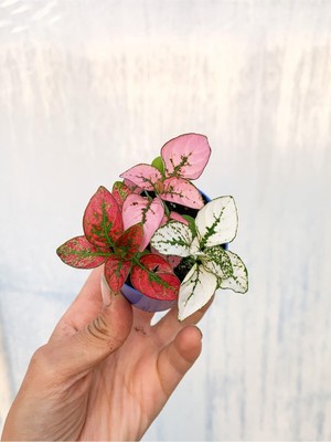 Hakay Gardenbox Üç Renk Hostes Bitkisi, 5-15 Cm, 3 Adet Mini Saksılı Iç/dış Mekan Bitkisi Hypoestes