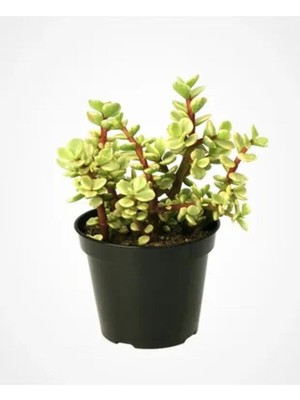 Hakay Nura Botanik Portulacaria Afra Variegata, Fil Azığı Yeşim, 5,5 Sukulent Saksısında