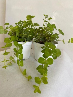 Hakay Gardenbox Altın Kolye Sarkıcı Bitki, Lysimachia Nummularia, 8,5 Saksı, 1 Adet