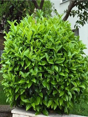Hakay Nura Botanik Viburnum Lucidum Kartopu Fidanı, 15-30CM Saksılı, Çok Renkli, 1 Adet