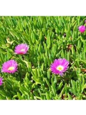 Hakay Nura Botanik Saksılı Kaz Ayağı Çiçeği Fidanı, 10-20 Cm, Pembe