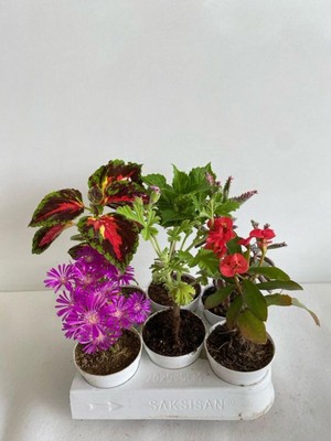 Hakay Gardenbox 6'lı Bitki Saksılı Seti, Mezem, Yaprak Güzeli, Itır, Ortanca, Kırmızı Mili Dikenler Tacı, Aşkın Göz Yaşı
