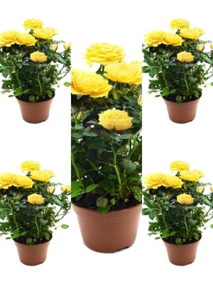 Hakay Nura Botanik Yediveren Kokulu Sarı Gül Fidanı, 5 Adet Saksılı, 30-65 cm