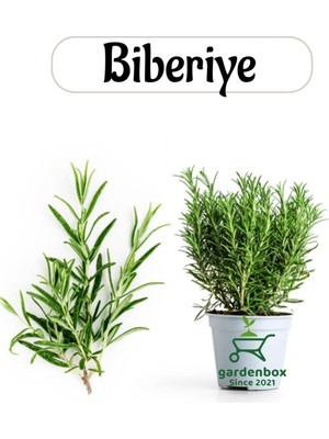 Hakay Nura Botanik Aromatik Bitki Biberiye Fidesi, 1 Adet Saksılı, 20-30 Cm, Salvia Rosmarinus