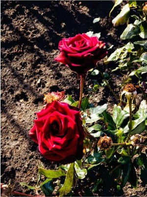 Hakay Gardenbox Kırmızı ve Pembe Gül Fidanı, 2 Adet, Yediveren, Saksılı, 20-40 cm