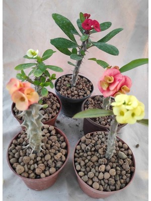 Hakay Bitkim Sende Milli Dikenler Tacı Euphorbia Kaktüs, 15-25 Cm, 5 Farklı Renk Saksılı Set
