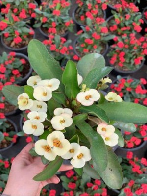 Hakay Gardenbox Beyaz Milli Dikenler Tacı Euphorbia Saksılı Çiçekli Bodur Bitki, 15-45 Cm, 1 Adet