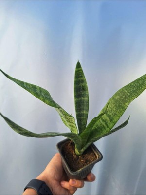 Hakay Nura Botanik Kılıç Çiçeği (Gladiolus) 25-35 cm Saksılı Çiçekli Bodur Bitki, 1 Adet