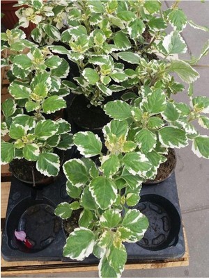 Hakay Nura Botanik Plectranthus Forsteri Kokulu Sarkısı Benjamin Çiçeği Saksılı, Beyaz Desenli Yapraklı