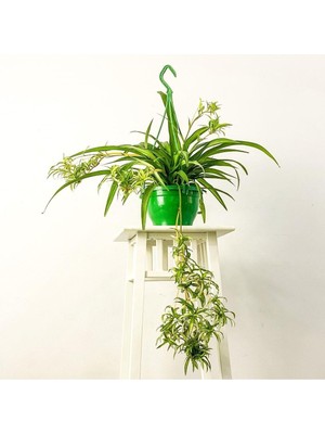 Hakay Gardenbox Kurdele Çiçeği Askılı Saksıda Chlorophytum Comosum Air Fresh Bitkisi