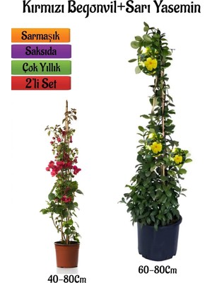 Hakay Gardenbox Kırmızı Begonvil Çiçeği Fidanı + Sarı Yasemin Fidanı 2'li Bahçe Peyzaj Seti