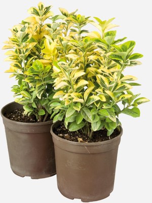 Hakay Nura Botanik Gold Taflan 2 Adet Saksılı Dış Mekan Bitkisi, 30-60 Cm, Çok Renkli