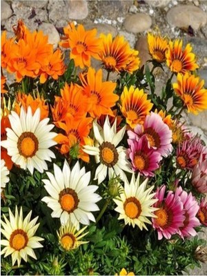 Hakay Nura Botanik Gazanya Koyun Gözü Çiçeği Fidanı, 10 Adet, Karışık Renk, 20-40 Cm, Saksılı
