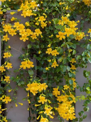 Hakay Gardenbox Sarı Yasemin Çiçeği Fidanı, 60-70 Cm, 1 Adet Saksılı Dış Mekan Bitkisi, Jasminum Mesnyi