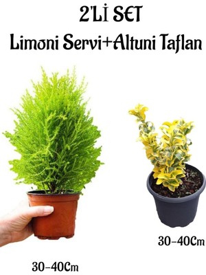 Hakay Limoni Servi FIDANI(30-40CM)+ALTUNI TAFLAN(30-40CM) 2'li Set Saksılı Bahçe Bitkisi, BTS001NA0907