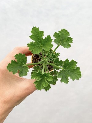 Hakay Nura Botanik Karışık Renk Ceylangözü Sardunya Çiçeği Fidesi, 5-15 Cm, Saksılı, Çiçekli Bodur Geranium