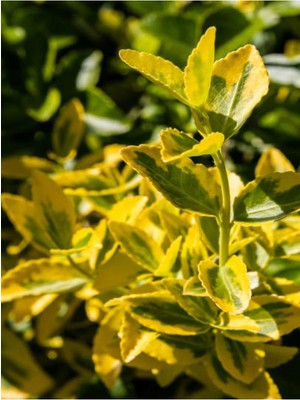 Hakay Videolu Altuni Gold Taflan Doğal Çit 1 Adet Saksılı/tüplü 30-50 cm Süs Bitkisi (Euonymuus Japonica)