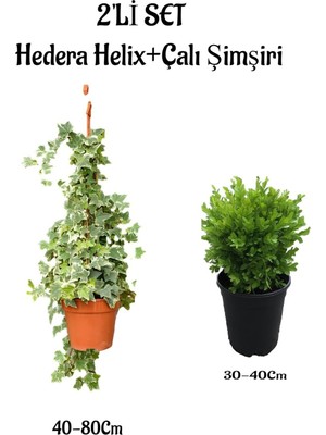 Hakay Nura Botanik Alacalı Hedera Helix (40-80CM) + Çalı Şimşiri (30-40CM) 2'li Set Saksılı Bahçe Bitkisi