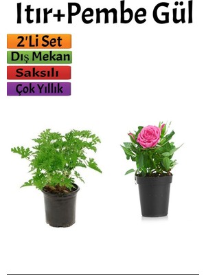 Hakay Nura Botanik Yoğun Kokulu Itır + Pembe Gül Fidanı, 10-15 Cm, Saksılı Dış Mekan Bitkileri, 2'li Set