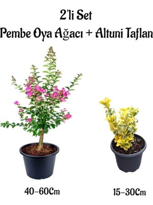 Hakay Pembe Renk Oya Ağacı Fidanı+Altuni Taflan 2'li Set Saksılı Bahçe Bitkisi, BTS0001NA1311