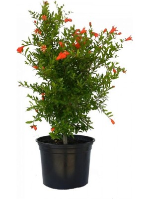 Hakay Gardenbox Bodur Süs Narı Fidanı Saksılı, 20-40 Cm, Yaprak Güzeli Hediyeli Bahçe Peyzaj Seti