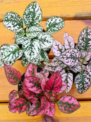 Aesco Nura Botanik 3 Farklı Renk Hostes Çiçeği Saksılı 10-15CM Salon Çiçeği (Hypoestes)