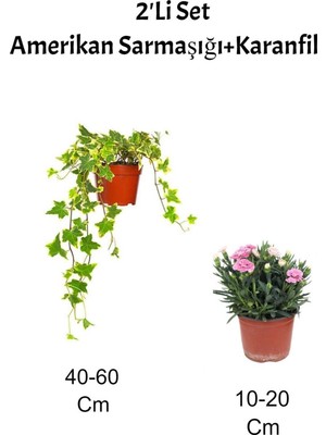 Aesco Serada Decor & Plant 2'li Set Sarı Alacalı Hedera Helix Sarmaşığı, Pembe Karanfil Fidanı, Dış Mekan Bitkisi