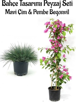 Frefly Store Mavi Çim 1 Adet Saksılı (10-20CM)+PEMBE BEGONVIL(60-80CM) 1 Adet Bahçe Seti, BTS0106NA05