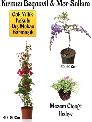 Frefly Store Kırmızı Begonvil Çiçeği+Mor Salkım Ağacı Fidanı Mezem Çiçeği Hediyeli Bahçe Peyzaj Seti