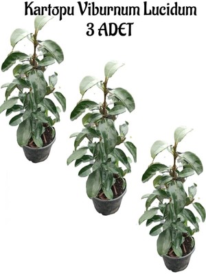 Frefly Store Kartopu Viburnum Lucidum 3 Adet 60-80 cm Saksılı Dış Mekan Bahçe Peyzaj Çit Bitkisi, BTS011705NA13