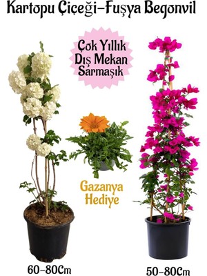Frefly Store Gardenbox Kartopu Çiçeği, Fuşya Begonvil, Turuncu Gazanya Hediyeli Saksılı Bahçe Seti, Çok Renkli