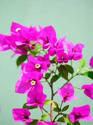 Frefly Store Gardenbox Pembe Sarılıcı Begonvil Çiçeği Fidanı, 2 Adet, 60-90 Cm, Saksılı, Bodur Bougainvillea