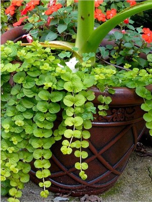 Frefly Store Gardenbox Altın Kolye Çiçeği, Lysimachia Nummularia, Sarı Çiçekli, 30-40 Cm, 1 Adet