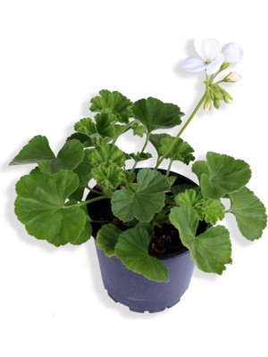 Frefly Store Sardunya Çiçeği Saksı'da - Pelargonium - Beyaz Renk