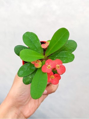 Frefly Store Videolu Kırmızı Çiçekli Milli Dikenler Tacı 1 Adet Saksılı 5-10CM Bahçe-Salon Bitkisi(Euphorbia)